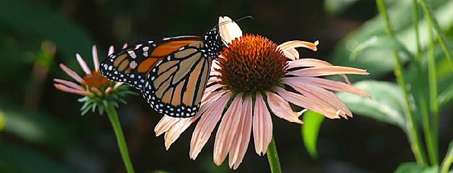 Alabama - Huntsville Botanical Gardens - See America - Visit USA Travel Guide